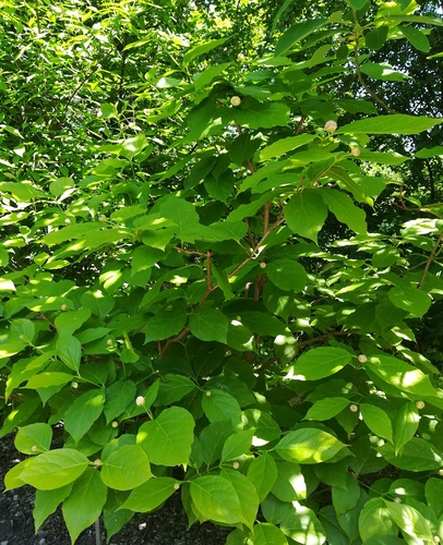 kielichowiec chiński (Calycanthus chinensis (W.C.Cheng & S.Y.Chang)